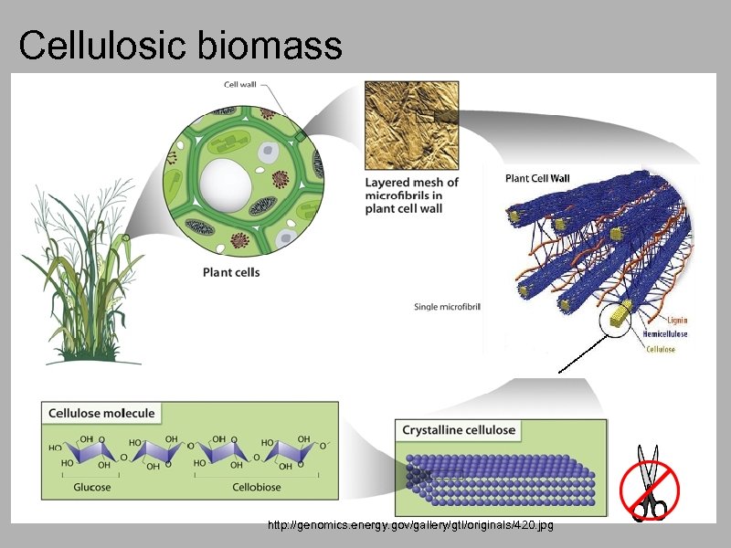 Cellulosic biomass http: //genomics. energy. gov/gallery/gtl/originals/420. jpg 