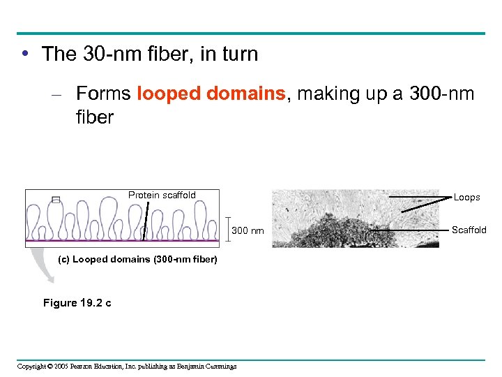  • The 30 -nm fiber, in turn – Forms looped domains, making up