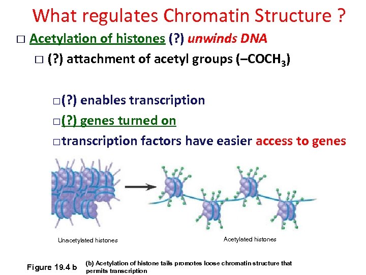 What regulates Chromatin Structure ? Acetylation of histones (? ) unwinds DNA (? )