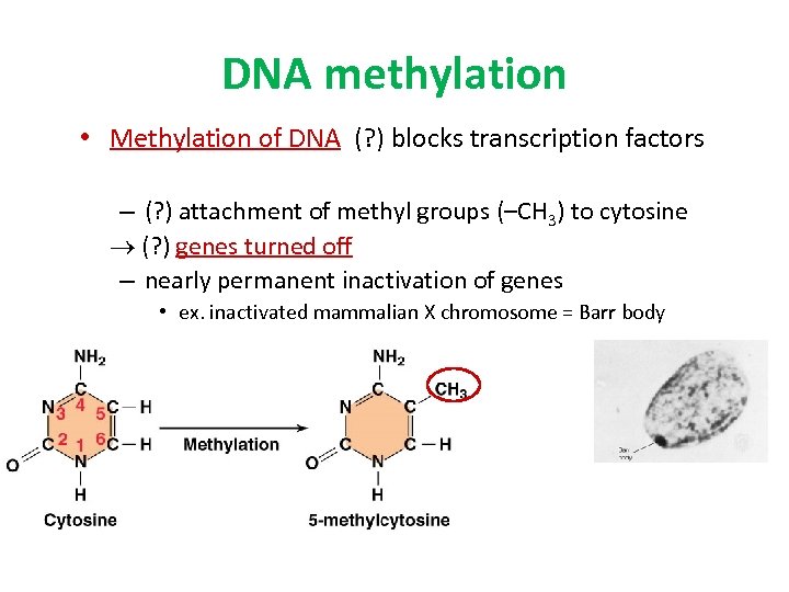 DNA methylation • Methylation of DNA (? ) blocks transcription factors – (? )