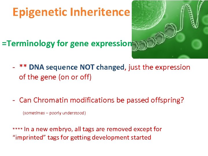 Epigenetic Inheritence =Terminology for gene expression - ** DNA sequence NOT changed, just the