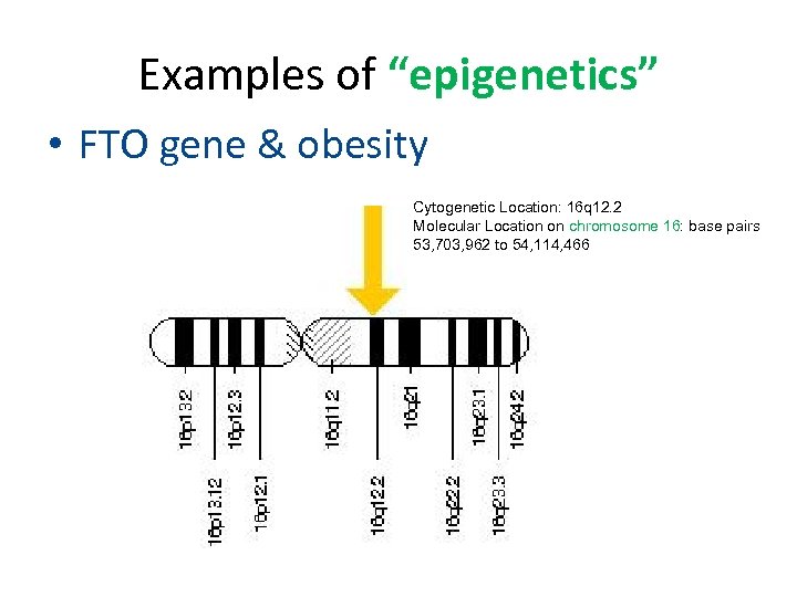 Examples of “epigenetics” • FTO gene & obesity Cytogenetic Location: 16 q 12. 2