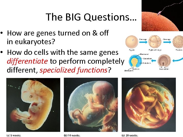 The BIG Questions… • How are genes turned on & off in eukaryotes? •