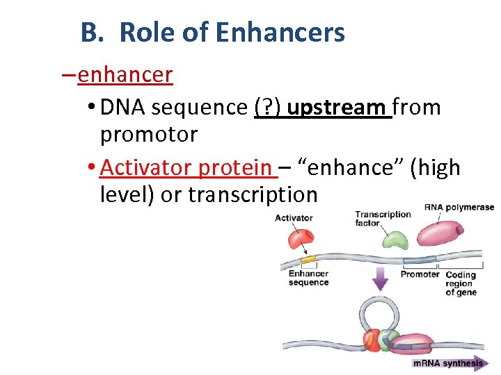 B. Role of Enhancers – enhancer • DNA sequence (? ) upstream from promotor