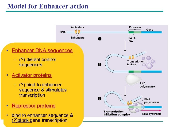 Model for Enhancer action • Enhancer DNA sequences – (? ) distant control sequences