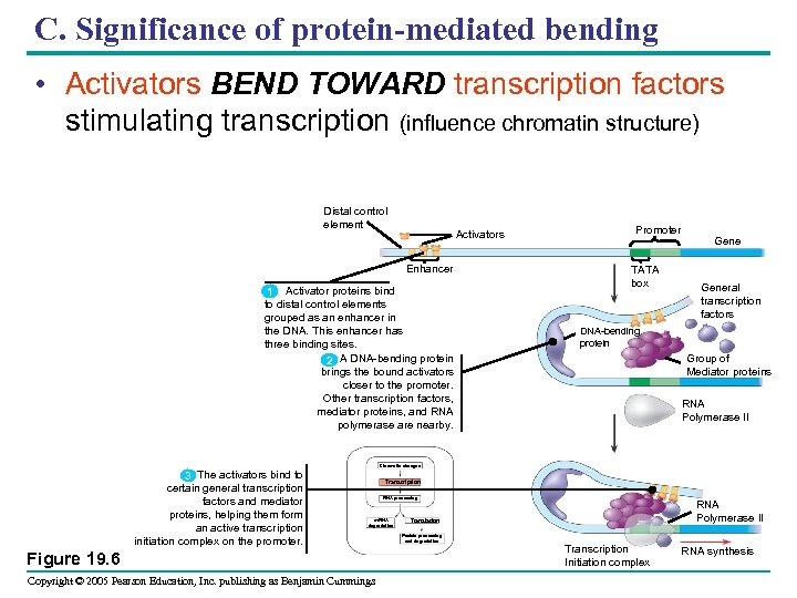 C. Significance of protein-mediated bending • Activators BEND TOWARD transcription factors stimulating transcription (influence