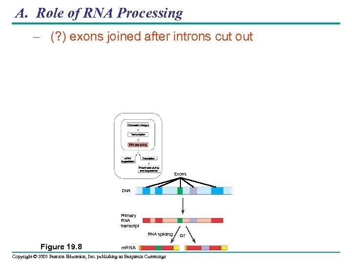 A. Role of RNA Processing – (? ) exons joined after introns cut out