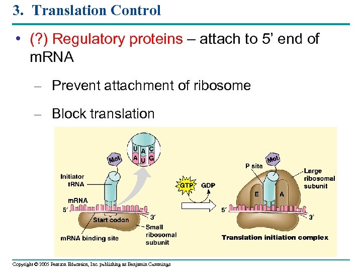 3. Translation Control • (? ) Regulatory proteins – attach to 5’ end of