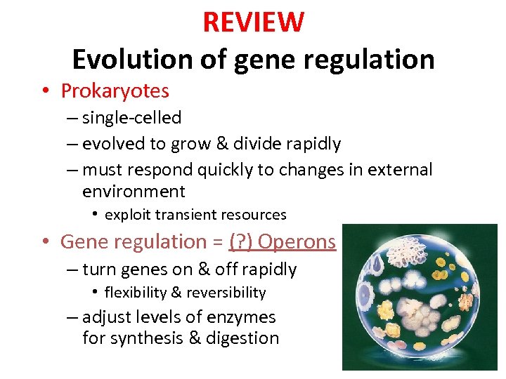 REVIEW Evolution of gene regulation • Prokaryotes – single-celled – evolved to grow &