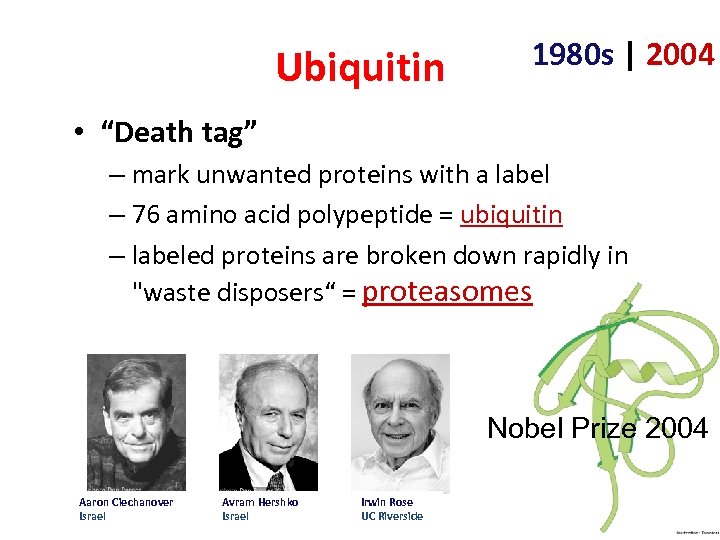 Ubiquitin 1980 s | 2004 • “Death tag” – mark unwanted proteins with a