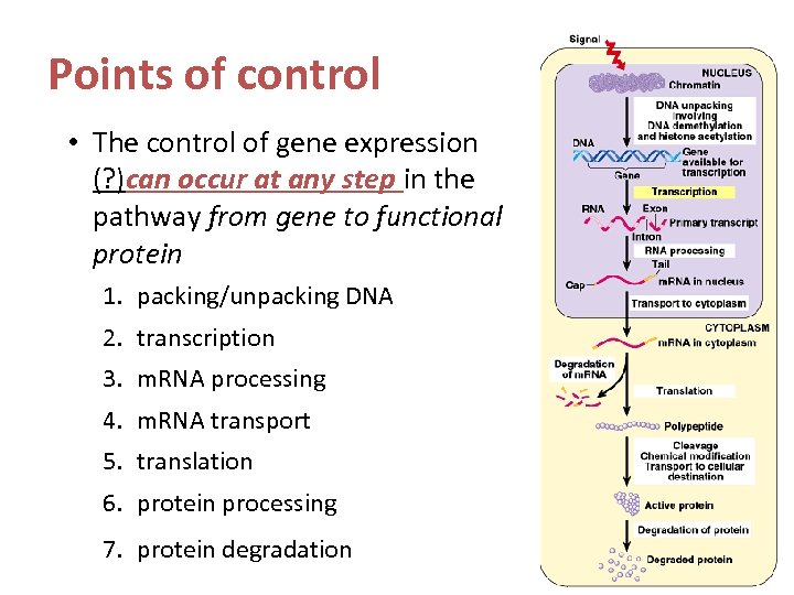 Points of control • The control of gene expression (? )can occur at any