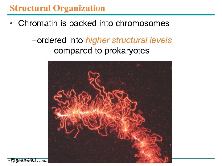 Structural Organization • Chromatin is packed into chromosomes =ordered into higher structural levels compared