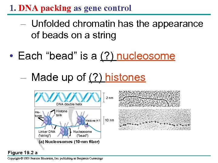 1. DNA packing as gene control – Unfolded chromatin has the appearance of beads