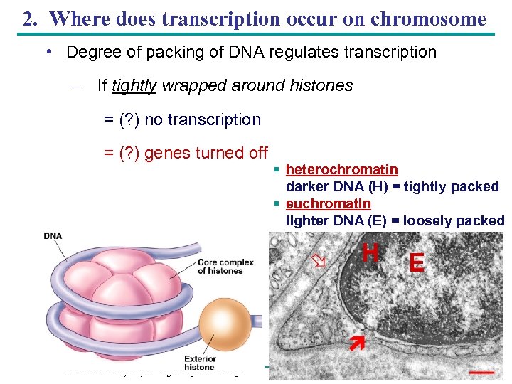 2. Where does transcription occur on chromosome • Degree of packing of DNA regulates