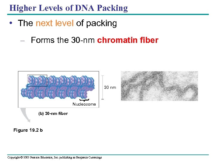 Higher Levels of DNA Packing • The next level of packing – Forms the