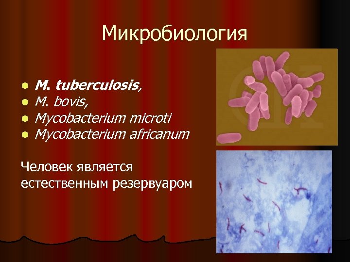 Микробиология l l M. tuberculosis, M. bovis, Mycobacterium microti Mycobacterium africanum Человек является естественным