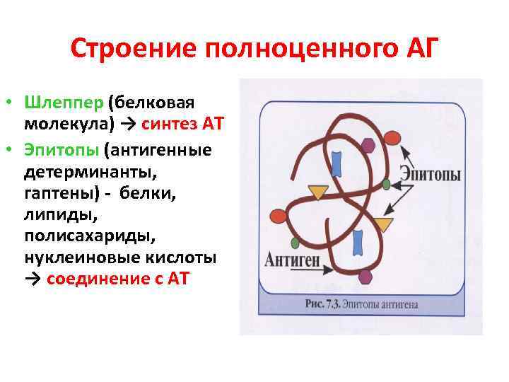 Строение полноценного АГ • Шлеппер (белковая молекула) → синтез АТ • Эпитопы (антигенные детерминанты,