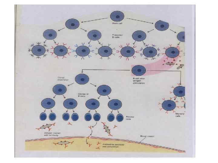 Влияние ат на видовой иммунитет