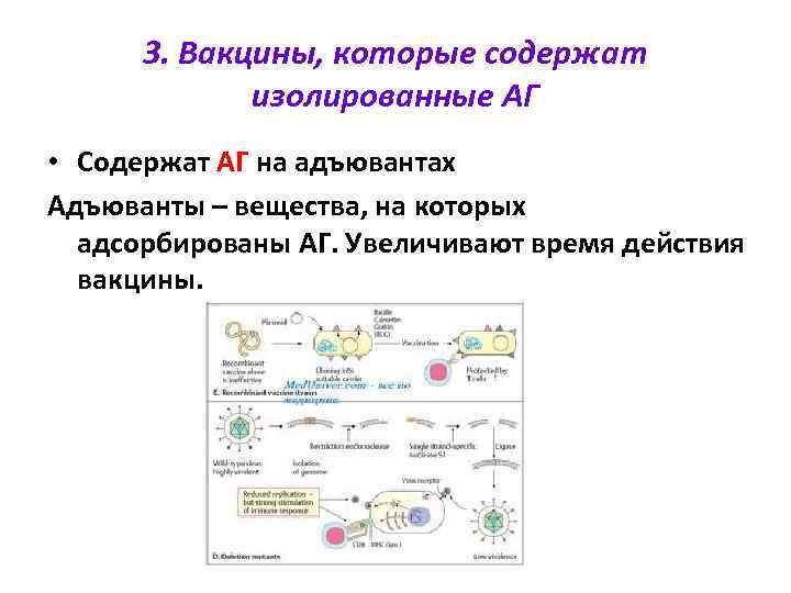 3. Вакцины, которые содержат изолированные АГ • Содержат АГ на адъювантах Адъюванты – вещества,