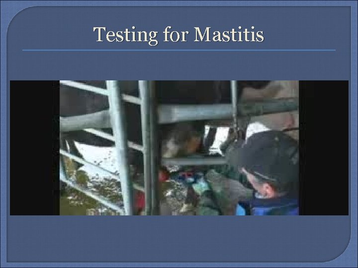 Testing for Mastitis 
