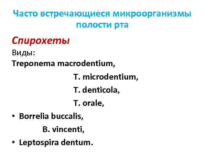 Часто встречающиеся микроорганизмы полости рта Спирохеты Виды: Treponema macrodentium, T. microdentium, T. denticola, T.