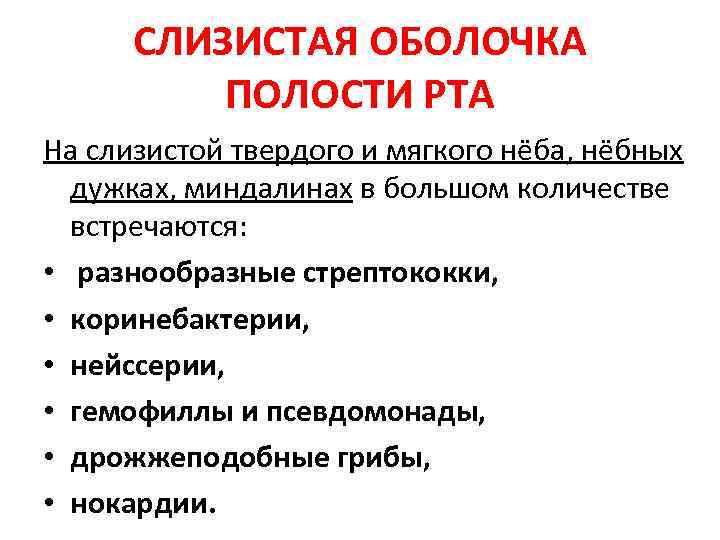 СЛИЗИСТАЯ ОБОЛОЧКА ПОЛОСТИ РТА На слизистой твердого и мягкого нёба, нёбных дужках, миндалинах в