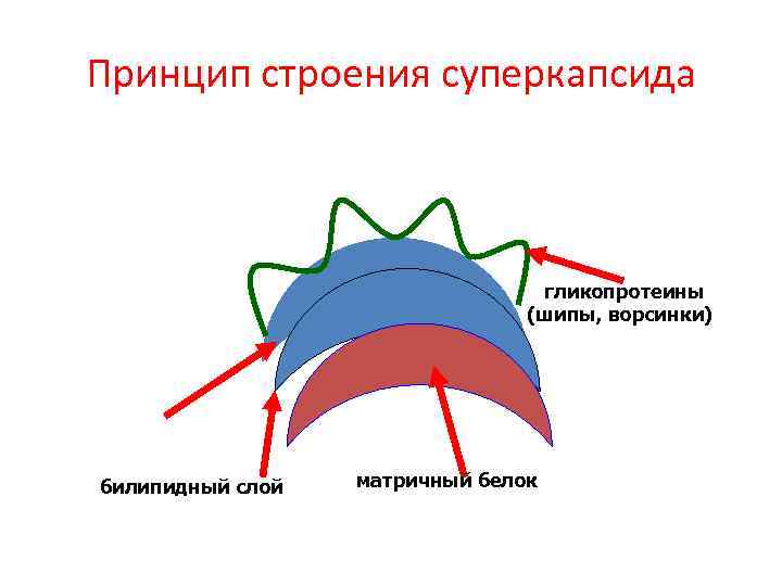 Принцип строения суперкапсида гликопротеины (шипы, ворсинки) билипидный слой матричный белок 