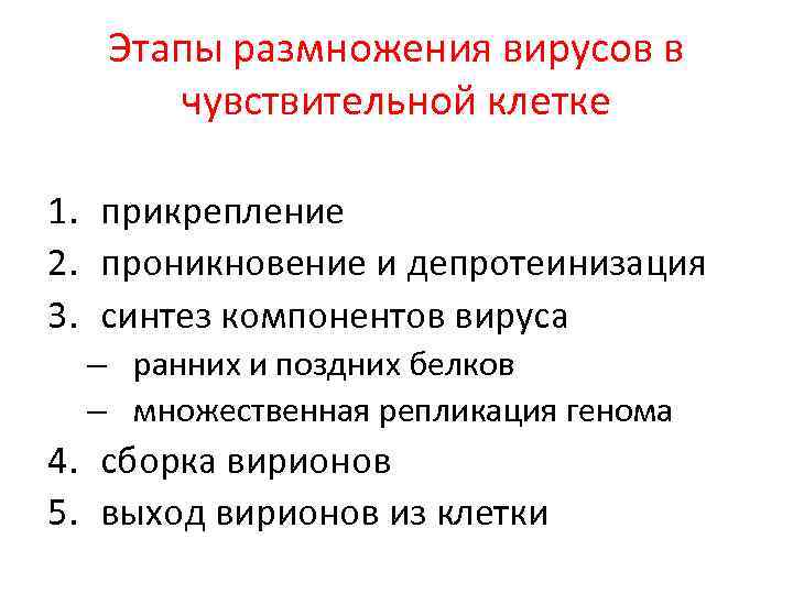 Этапы размножения вирусов в чувствительной клетке 1. прикрепление 2. проникновение и депротеинизация 3. синтез