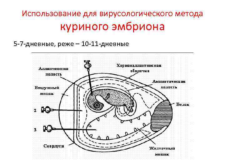 Использование для вирусологического метода куриного эмбриона 5 -7 -дневные, реже – 10 -11 -дневные