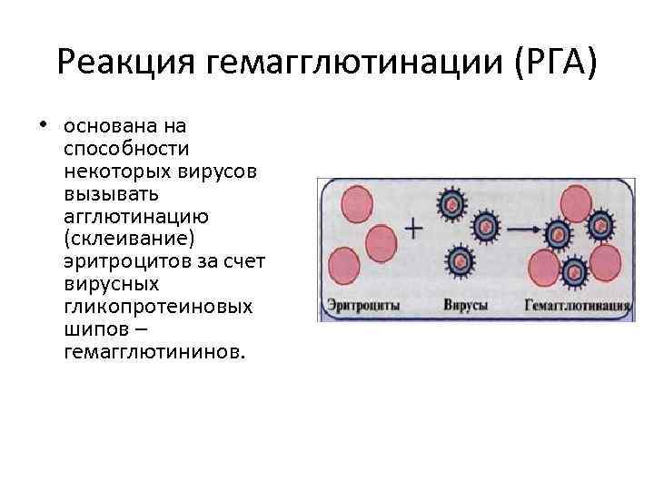 Реакция гемагглютинации (РГА) • основана на способности некоторых вирусов вызывать агглютинацию (склеивание) эритроцитов за