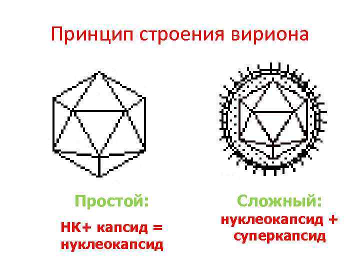 Принцип строения вириона Простой: НК+ капсид = нуклеокапсид Сложный: нуклеокапсид + суперкапсид 