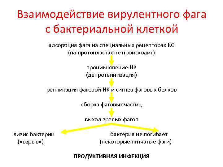 Взаимодействие вирулентного фага с бактериальной клеткой адсорбция фага на специальных рецепторах КС (на протопластах