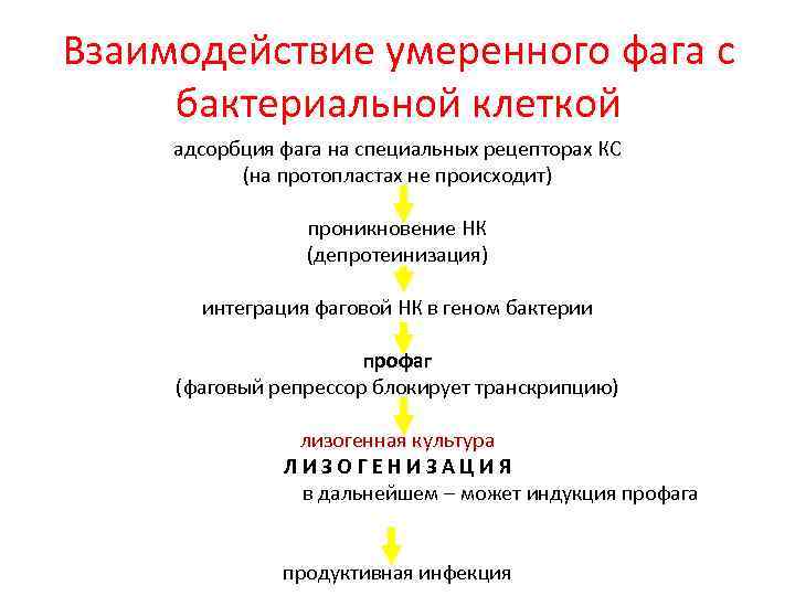 Взаимодействие умеренного фага с бактериальной клеткой адсорбция фага на специальных рецепторах КС (на протопластах