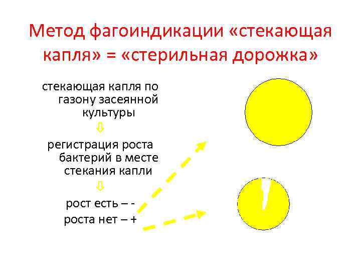 Метод фагоиндикации «стекающая капля» = «стерильная дорожка» стекающая капля по газону засеянной культуры регистрация