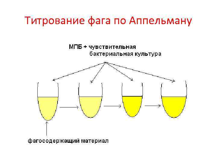 Титрование фага по Аппельману 