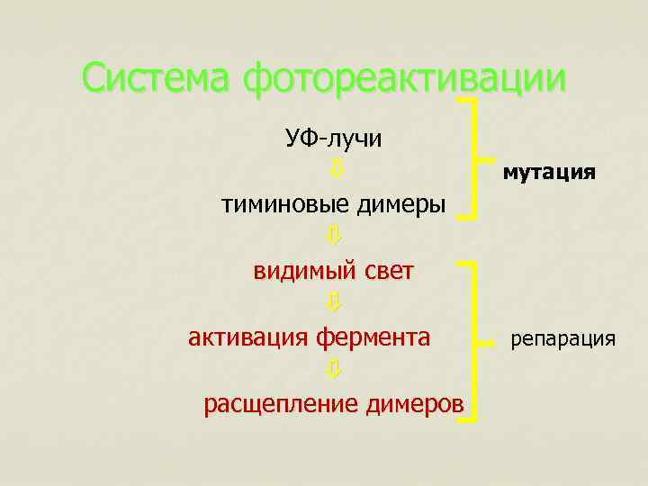 Система фотореактивации УФ-лучи мутация тиминовые димеры видимый свет активация фермента репарация расщепление димеров 