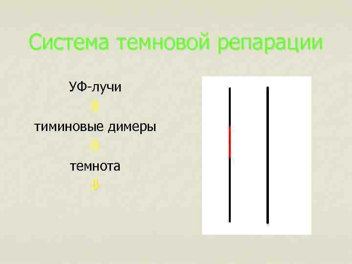 Система темновой репарации УФ-лучи тиминовые димеры темнота 