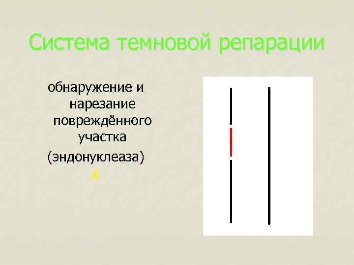 Система темновой репарации обнаружение и нарезание повреждённого участка (эндонуклеаза) 