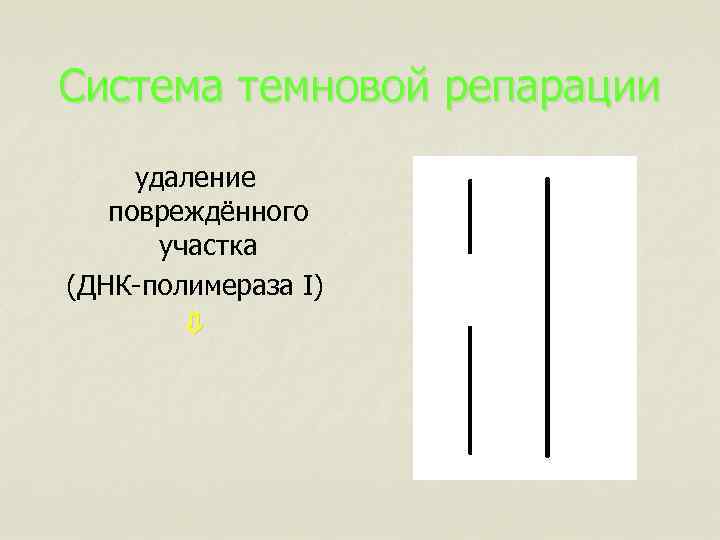 Система темновой репарации удаление повреждённого участка (ДНК-полимераза I) 