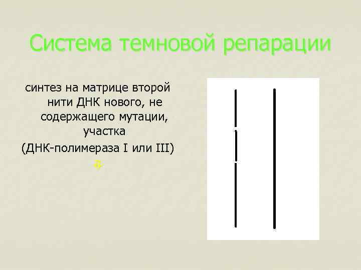 Система темновой репарации синтез на матрице второй нити ДНК нового, не содержащего мутации, участка