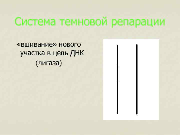 Система темновой репарации «вшивание» нового участка в цепь ДНК (лигаза) 