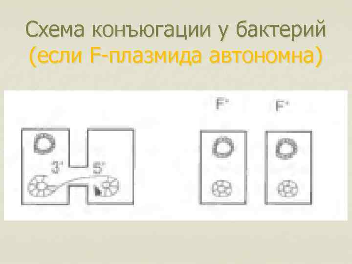 Схема конъюгации у бактерий (если F-плазмида автономна) 