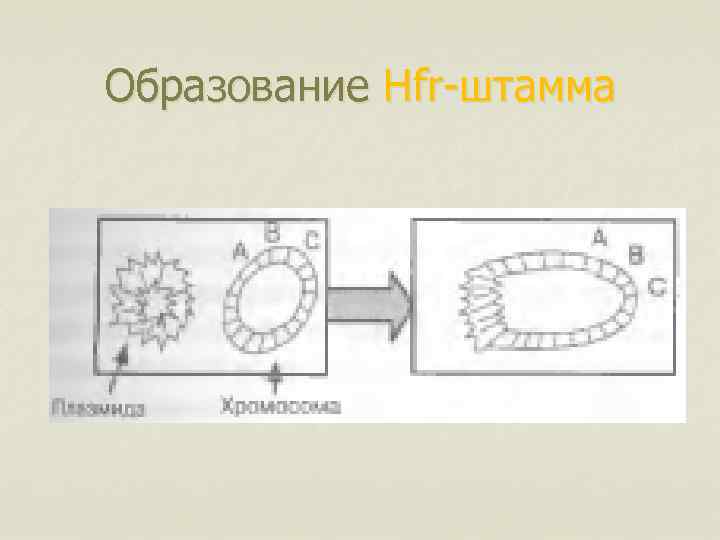 Образование Hfr-штамма 