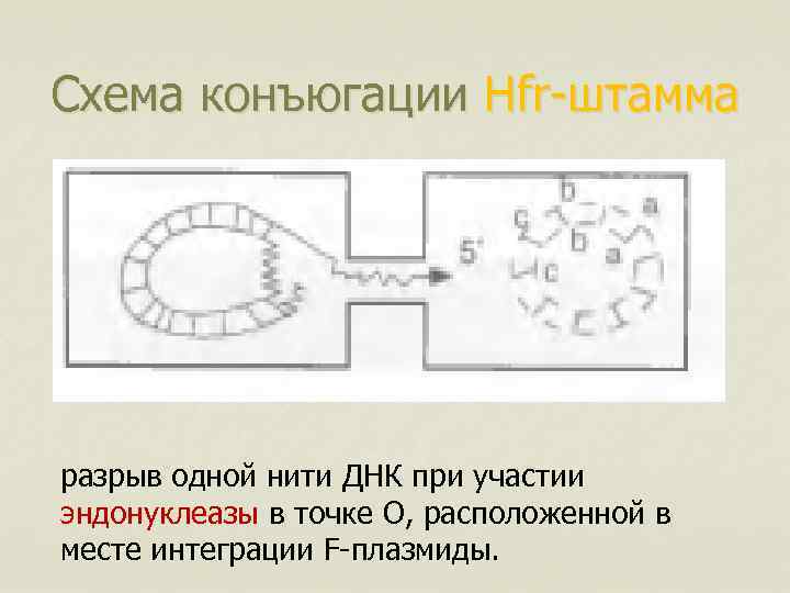 Схема конъюгации Hfr-штамма разрыв одной нити ДНК при участии эндонуклеазы в точке О, расположенной