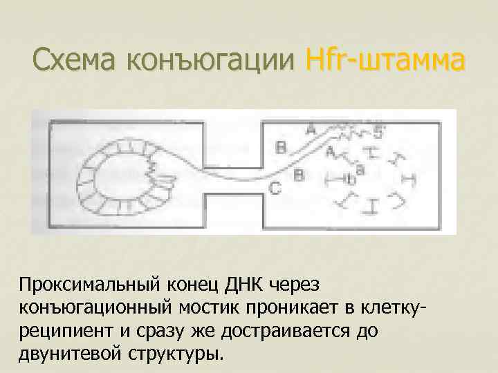 Схема конъюгации Hfr-штамма Проксимальный конец ДНК через конъюгационный мостик проникает в клеткуреципиент и сразу