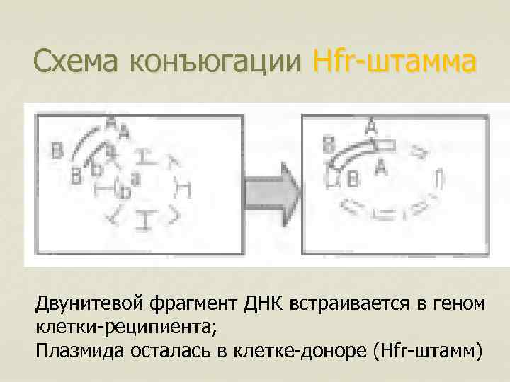 Схема конъюгации Hfr-штамма Двунитевой фрагмент ДНК встраивается в геном клетки-реципиента; Плазмида осталась в клетке-доноре