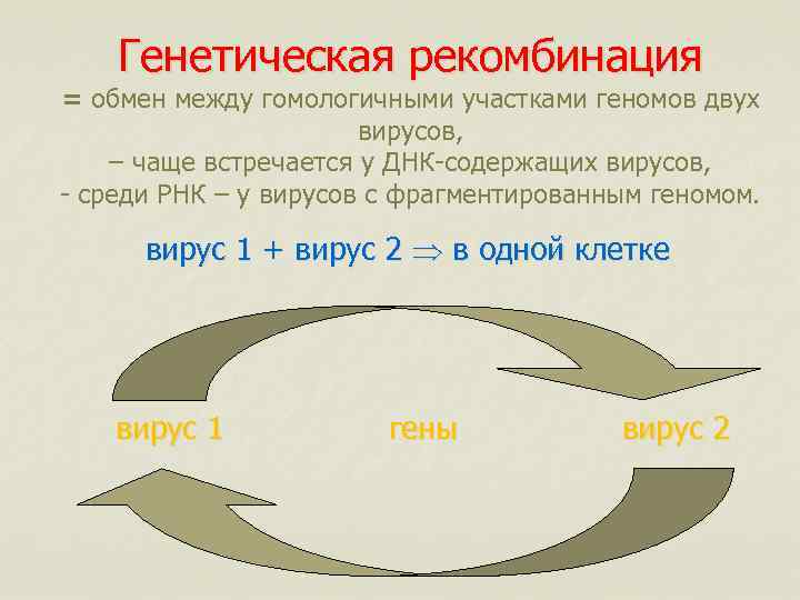 Генетическая рекомбинация = обмен между гомологичными участками геномов двух вирусов, – чаще встречается у