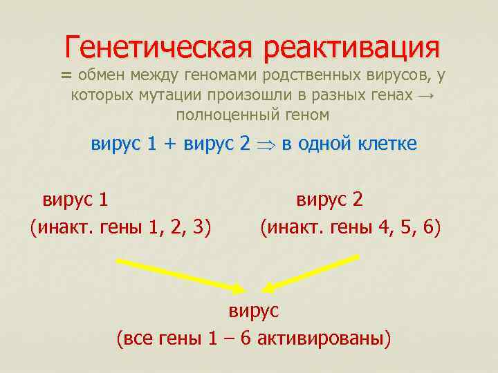 Генетическая реактивация = обмен между геномами родственных вирусов, у которых мутации произошли в разных