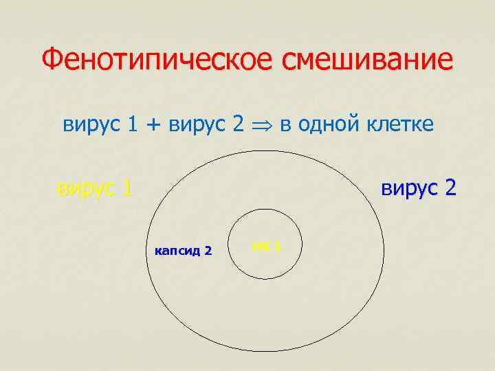 Фенотипическое смешивание вирус 1 + вирус 2 в одной клетке вирус 1 вирус 2