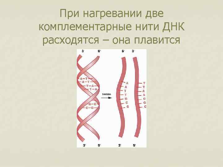 При нагревании две комплементарные нити ДНК расходятся – она плавится 